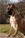 Haida - Triola Cane Corso